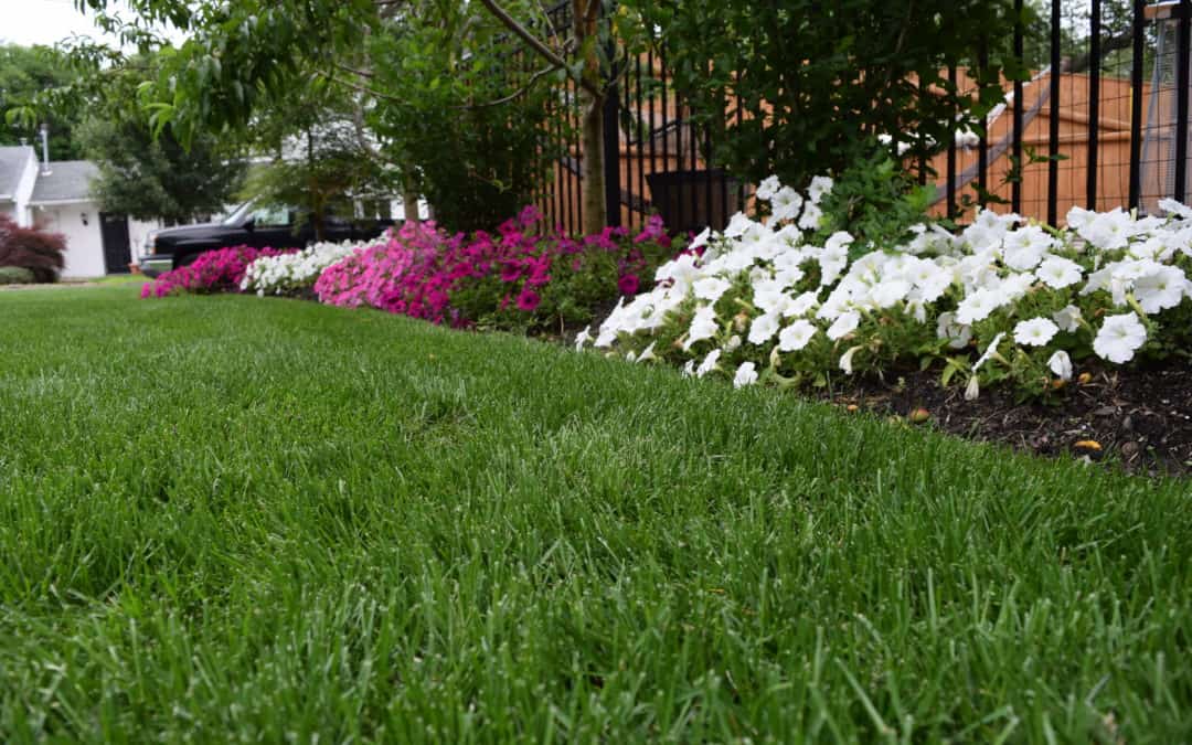 Planting New Grass in Massachusetts & 6 Steps to Success